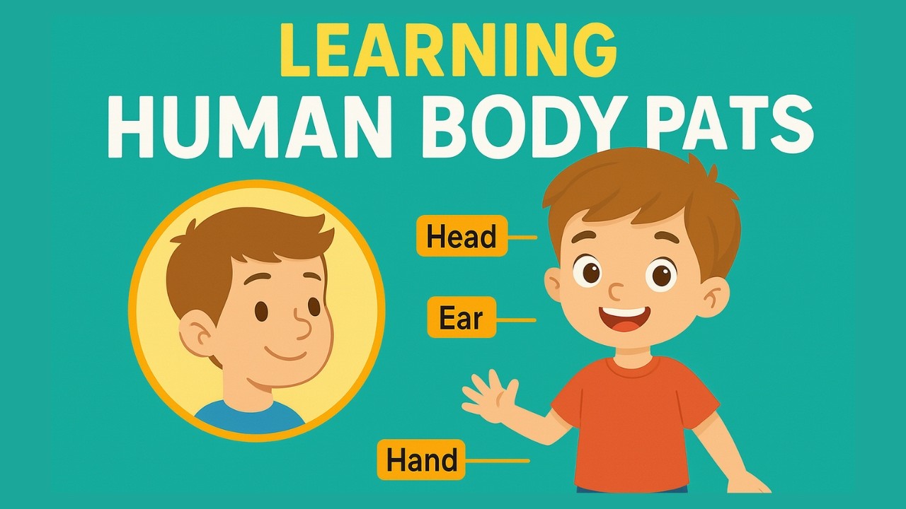Human Body Parts Learning Children in English, Body Parts learning Kids, Body Parts Learning.