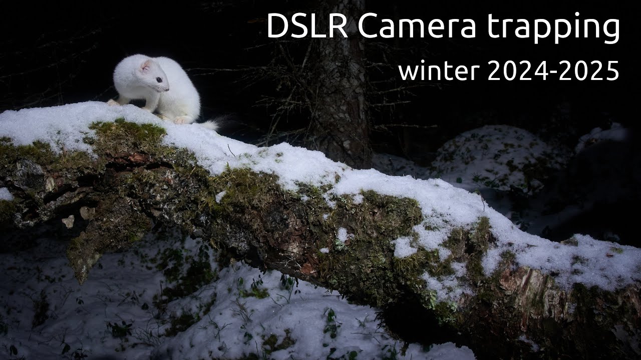 Kamerafellesesongen vinteren 2024-25.    Cameratrap season winter  2024-2025
