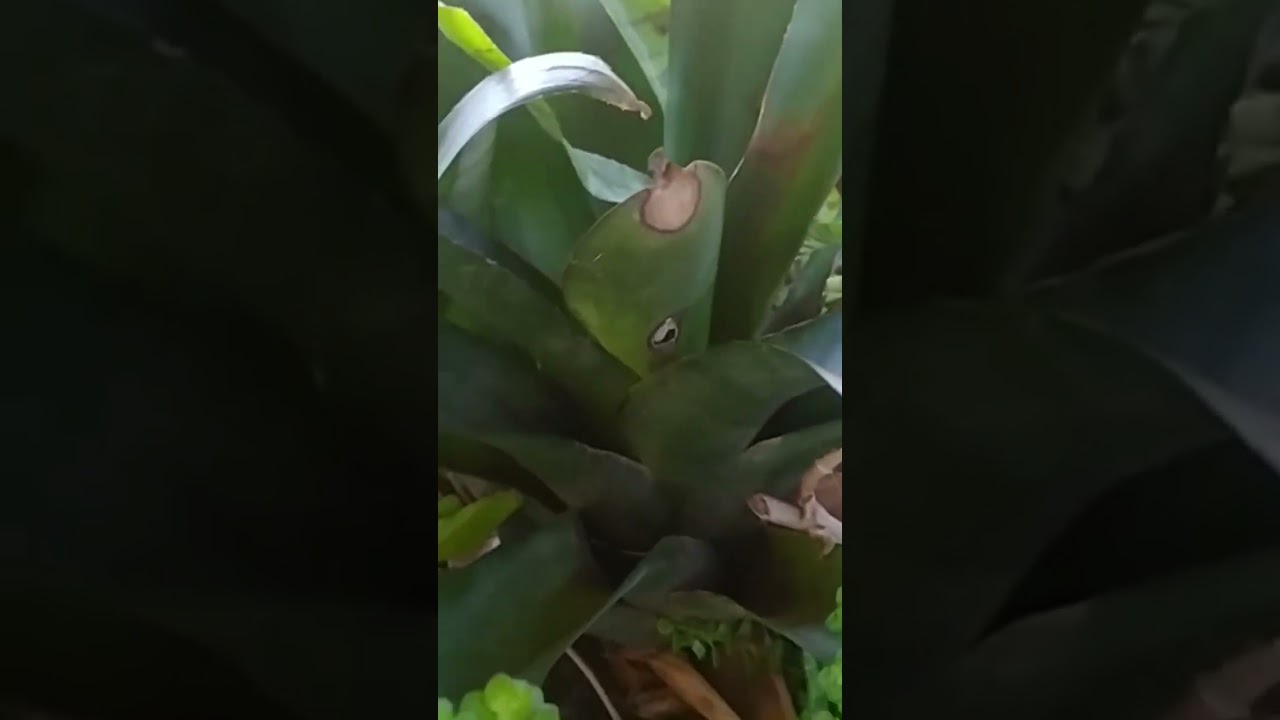 6 plantas   que se adapta  bem em madeiras secas fica maravilhoso 🌺🌺