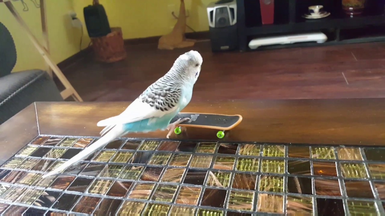 Budgie Bird, the parakeet, on his Skateboard