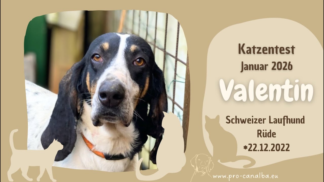 Valentin - Katzentest bestanden!_Update_Januar26