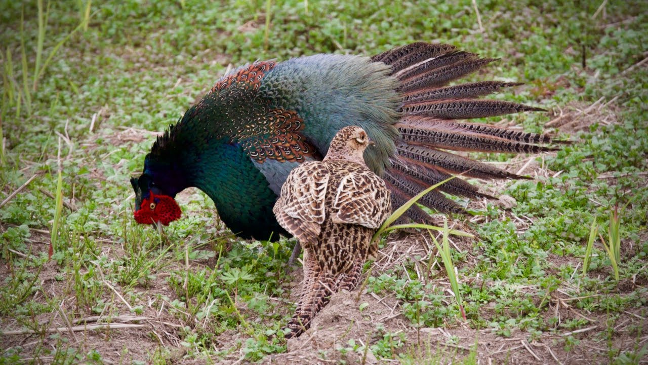 「キジ」の求愛行動（ディスプレイ）　“Common Pheasant” (Phasianus colchicus) exhibits courtship display