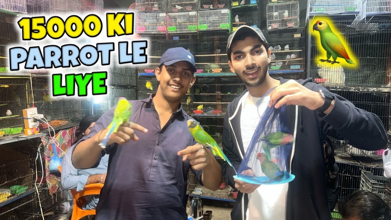 Aaj humna 15000 Parrot le liye 🦜