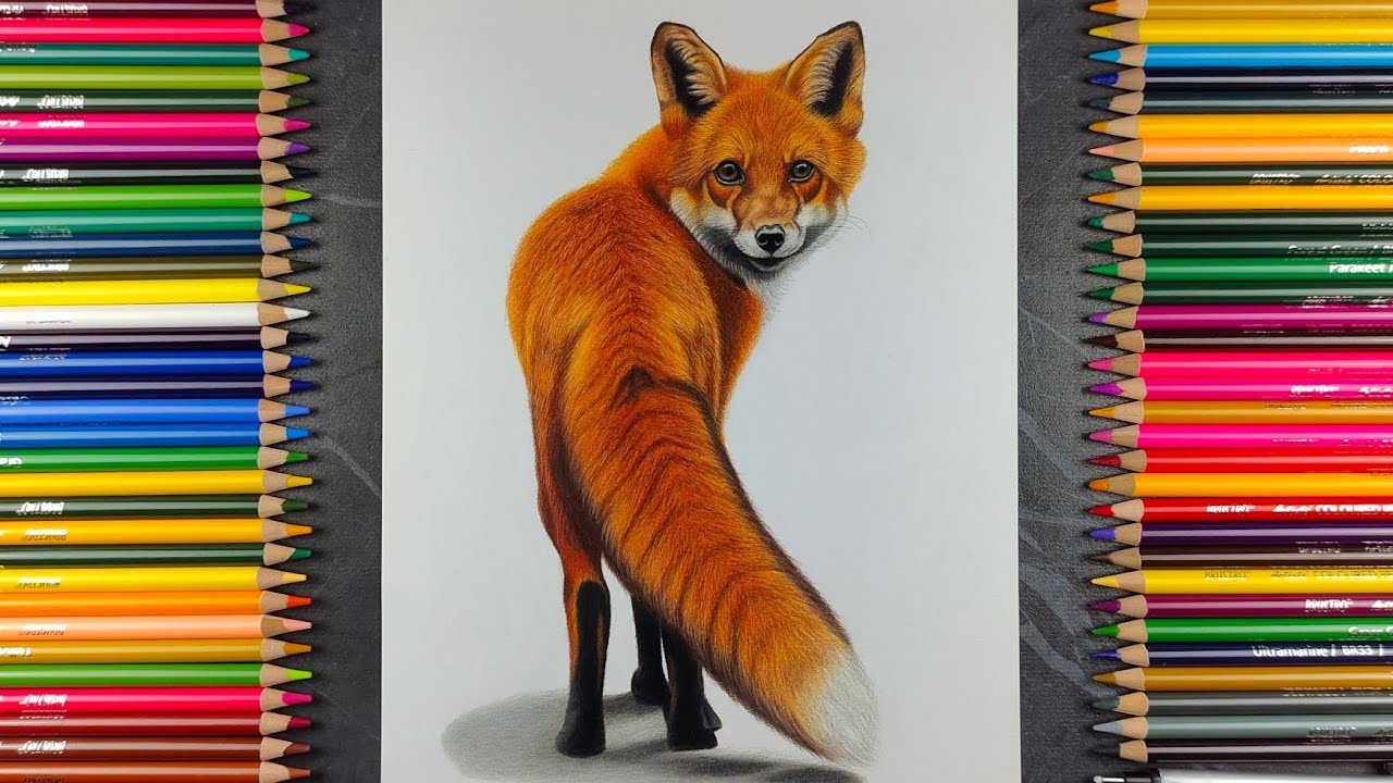 Realistic Fox Drawing | Colour Pencil Timelapse Art | ‎⁨@ARTISTKISHOR⁩  