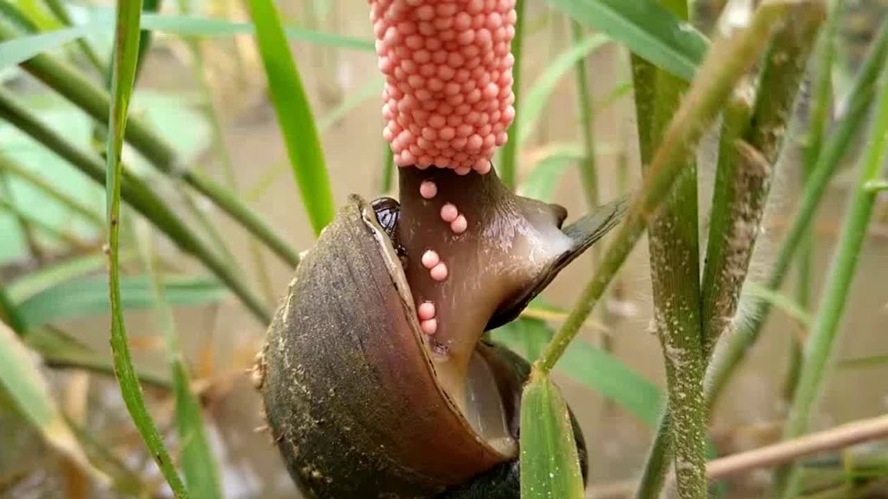 ỐC bươu vàng tai họa của nhà nông và những điều chưa biết...