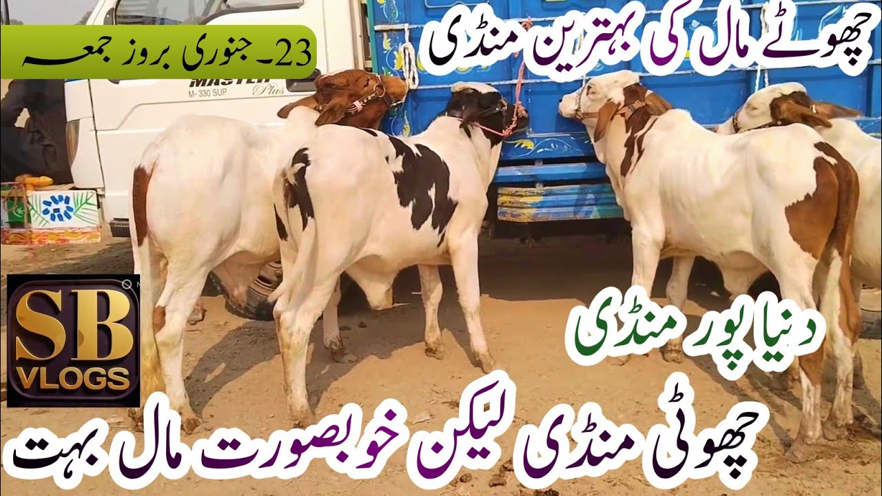 Dunyapur Cow Mandi New Fresh Update |Ablak Cholistani Gubabi Bachre sacrifice 2027|23 January 2026