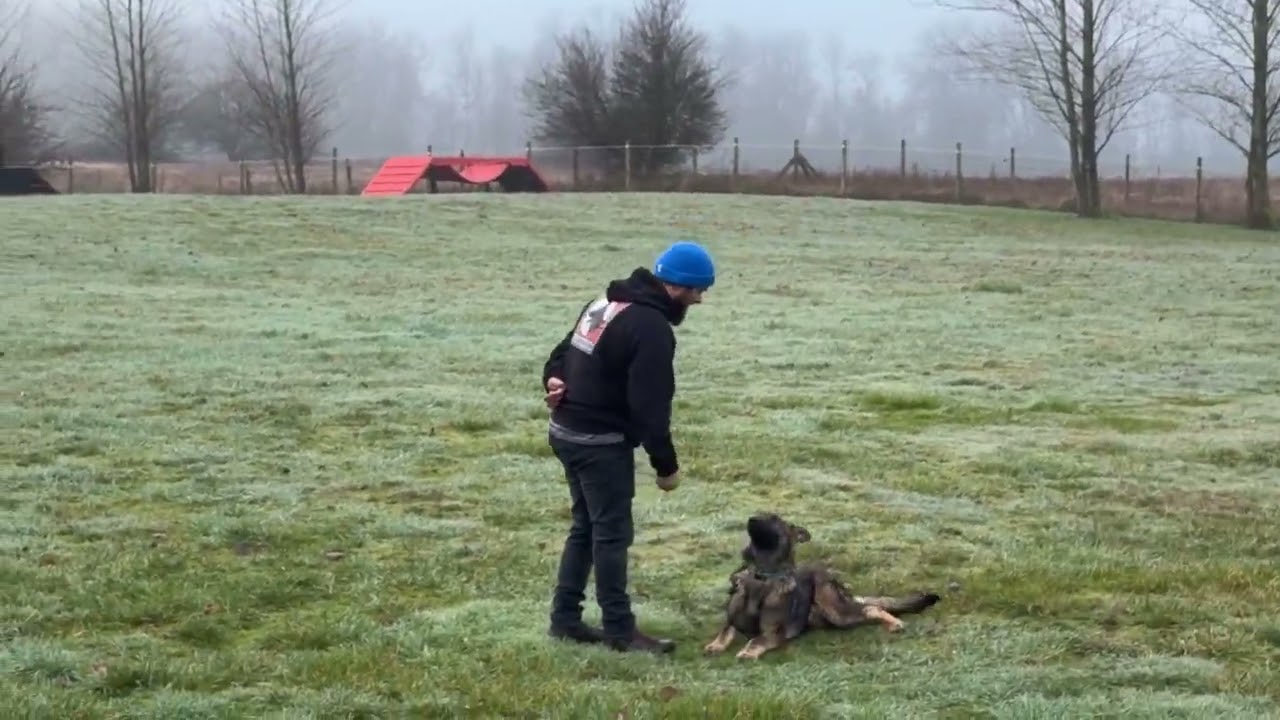 Fine Tuning Obedience Level 3! Kraftwork K9 Pro German Shepherds