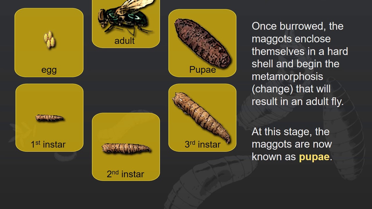 Forensic Entomology Lecture