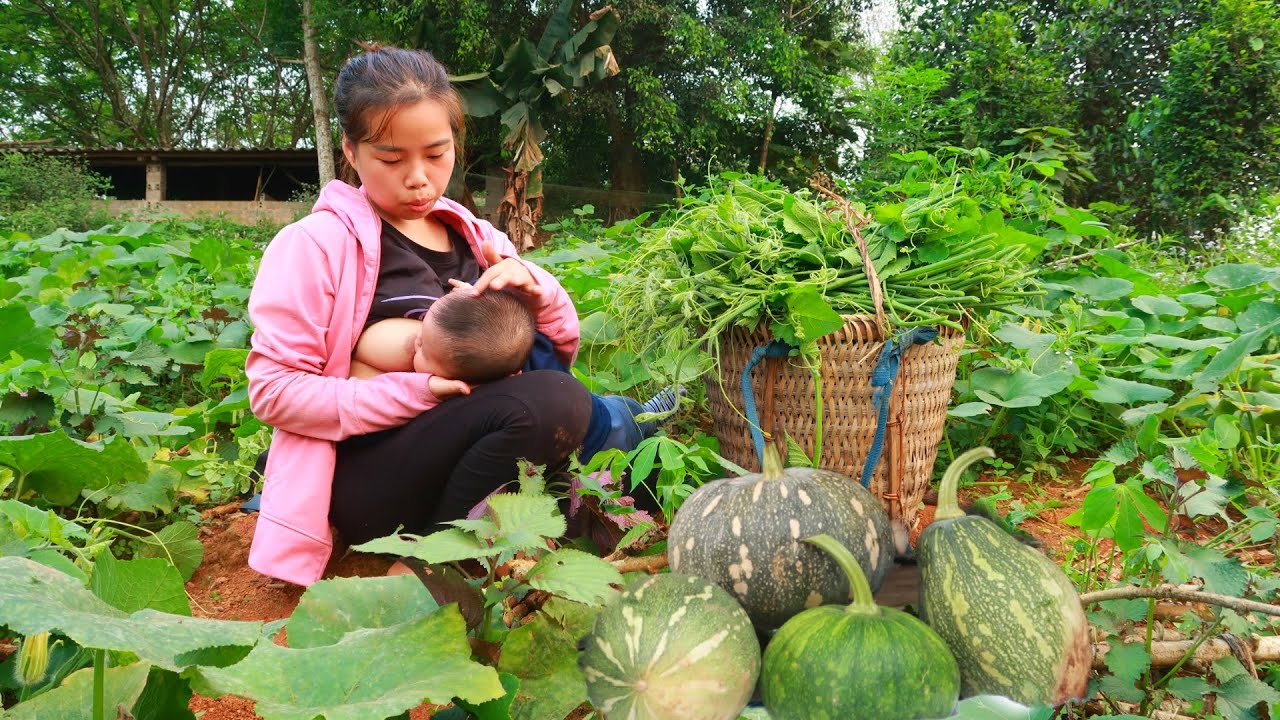 #lythingoan - Life of a 17 year old single mother - harvesting pumpkins to sell - Ly tieu ca