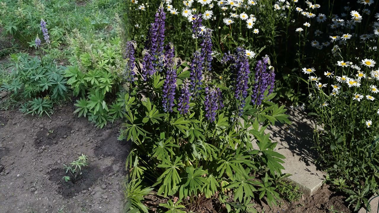 Growing Wild Lupine In Clay Soil