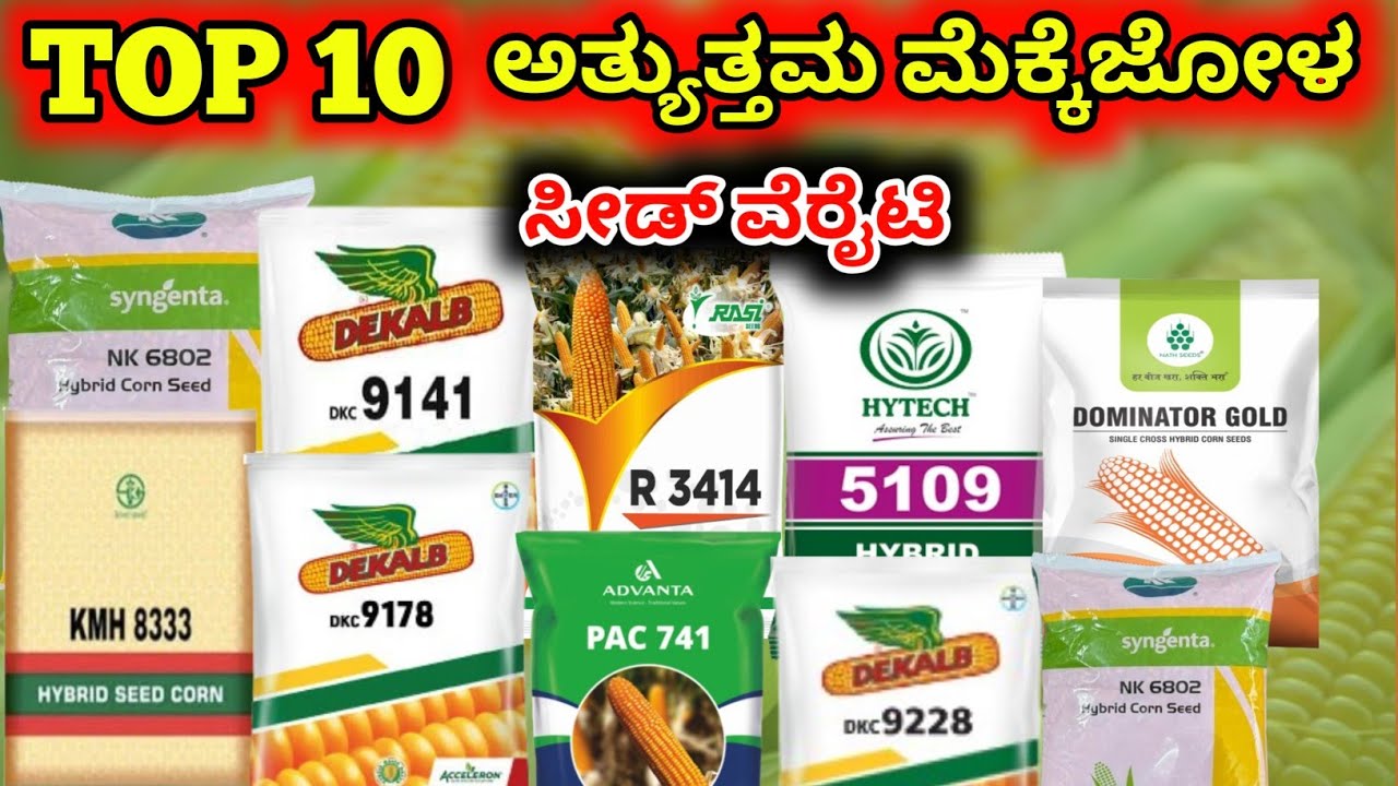 Top 10 Best Hybrid Maize Verity | Best Maize Seeds, ಟಾಪ್ 10 ಅತ್ಯುತ್ತಮ ಮೆಕ್ಕೆಜೋಳ ಬೀಜ |&zwnj;ಗೋವಿನಜೋಳ ಬೀಜ 