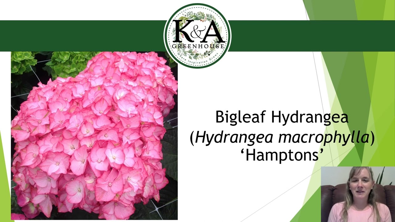 New Hydrangeas for 2022
