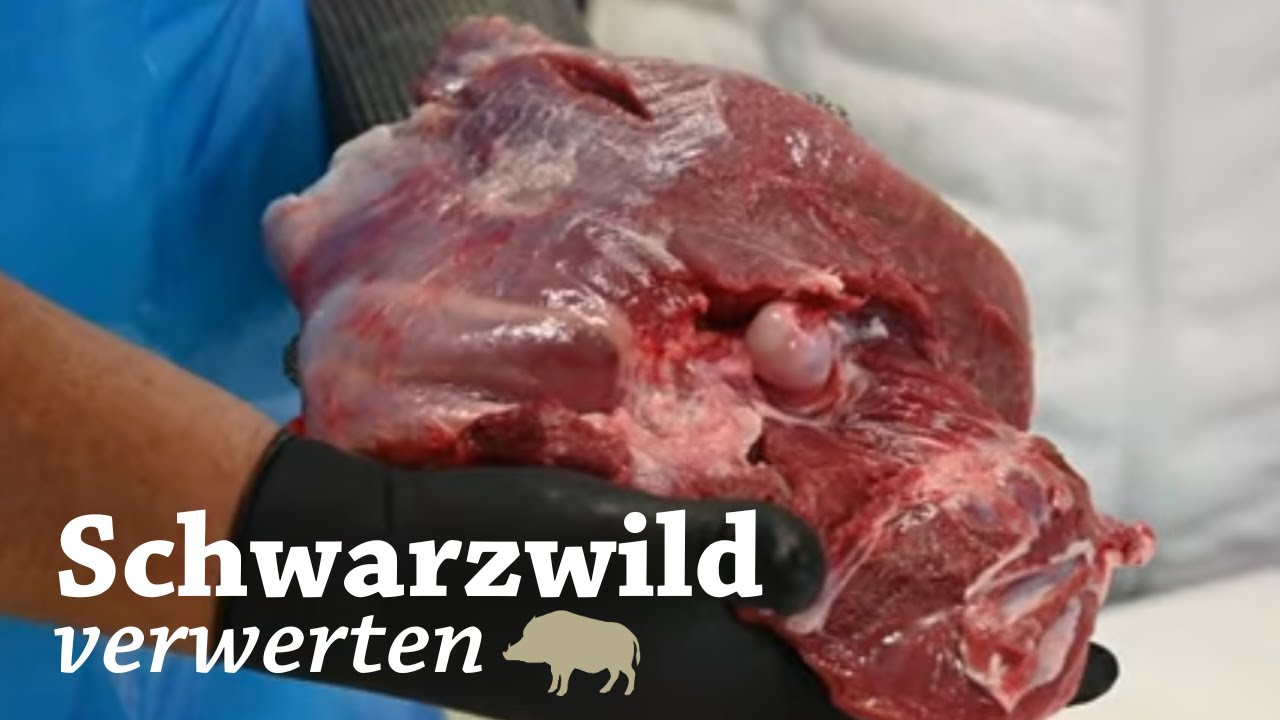 Wildschwein zerlegen: Keule auslösen | Drückjagd | Saujagd | Wild Boar | Jungjäger