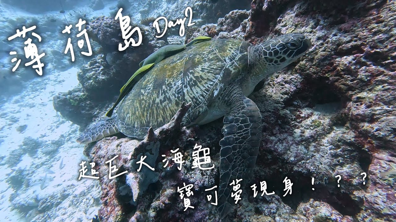 ScubaDiving-薄荷島Day2｜帕米拉坎｜巨大海龜｜寶可夢｜沉飛機｜