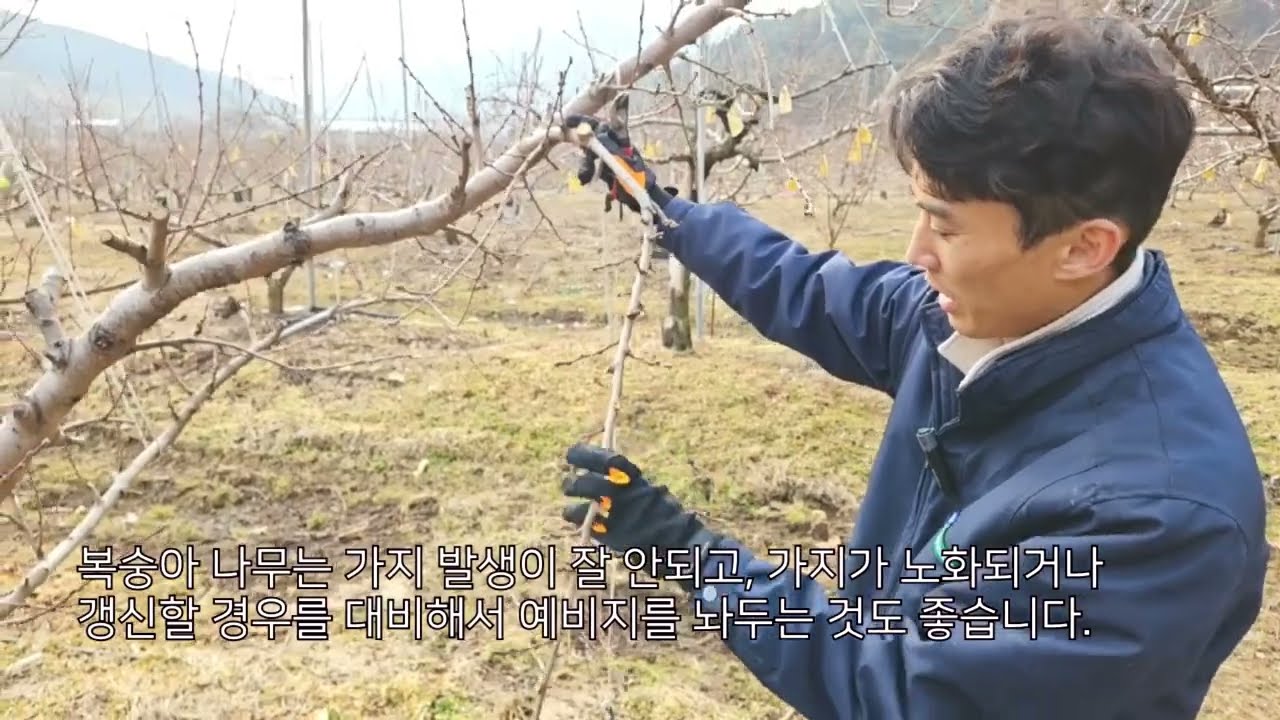 복숭아 전지, 전정법