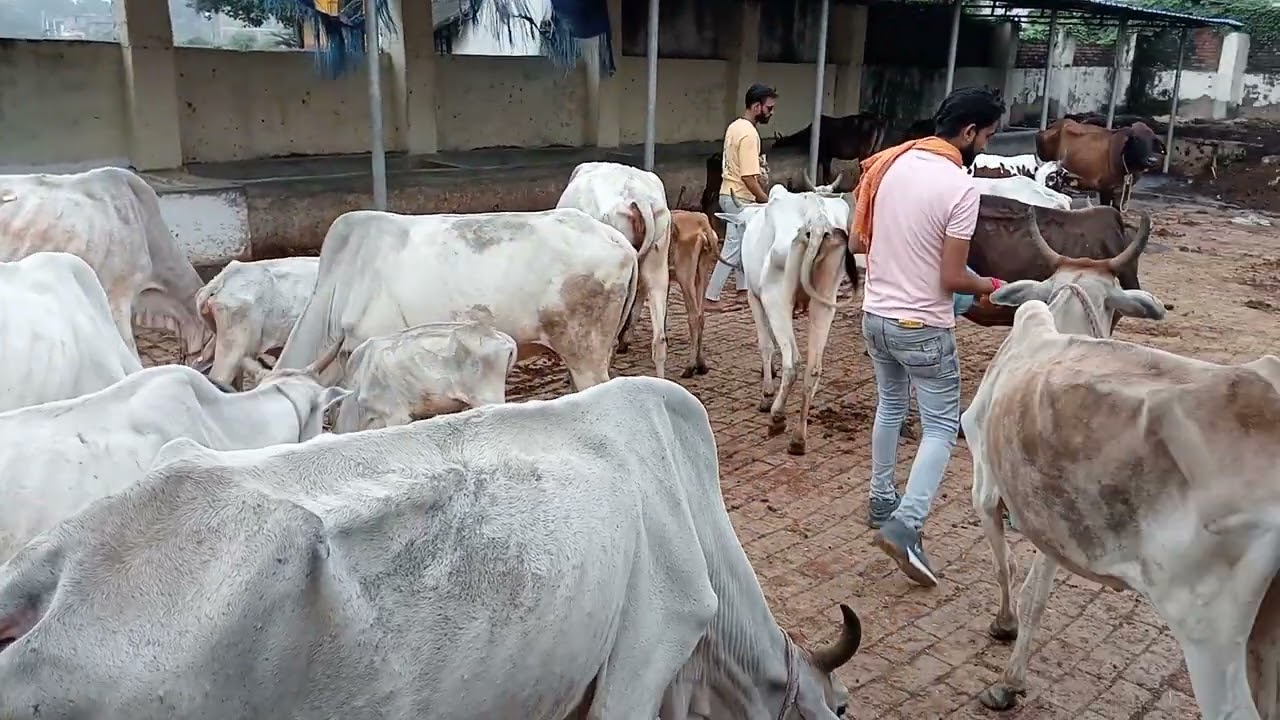 ##जय गौ माता गौसाला जाकर शिव भोला शिवम शर्मा राम भक्त गौ माता ब्रैड टोश खिलाते हुये 🙏🙏8707274228