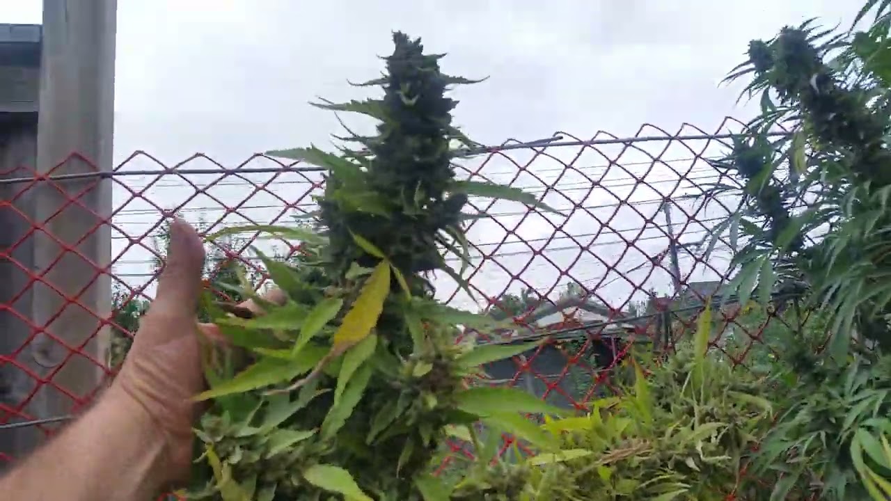 Outdoor Grow 2023:  Northern Lights x Skunk - OG Kush - Blueberry - Pre-Harvest