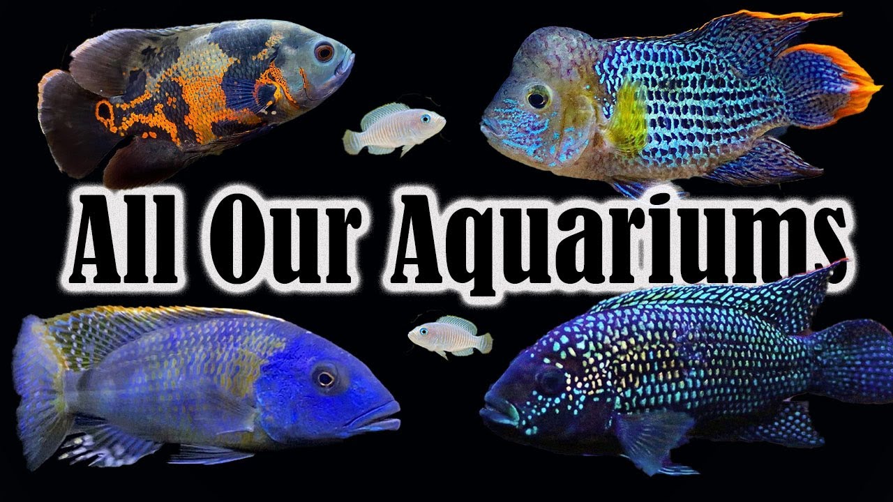 BIG CICHLID TANK SETUPS Including Tons of New Fish, Updates, and Future Plans