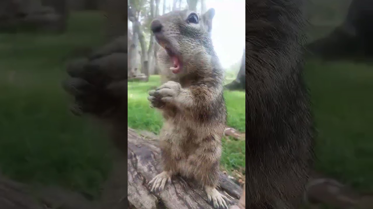 Calcium Rich Diet For All  🐿️@ Squirrel Lunch Club 052825