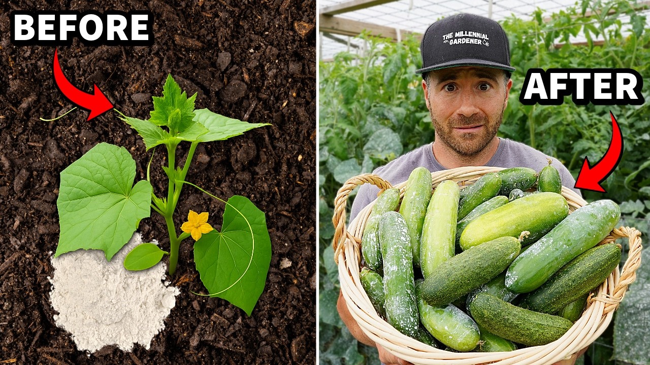 Do This NOW For ENDLESS Cucumbers: It's Like Magic!