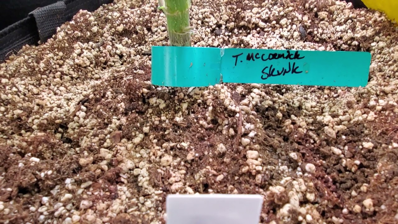 Scrog Ethos Bodhi BMB
