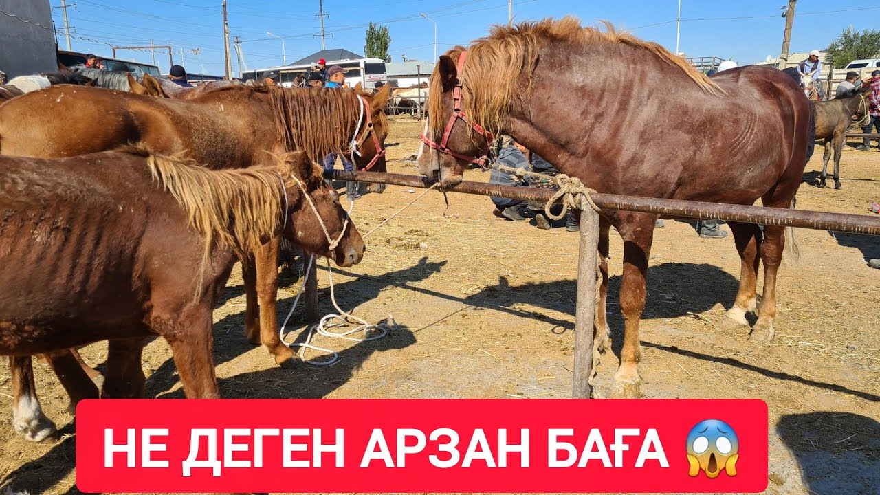 ҚЫЗЫЛОРДА МАЛ БАЗАРЫ, ТАЙ, ҚҰНАН БИЕ БАЙТАЛ АЙҒЫР БАҒАЛАРЫ.