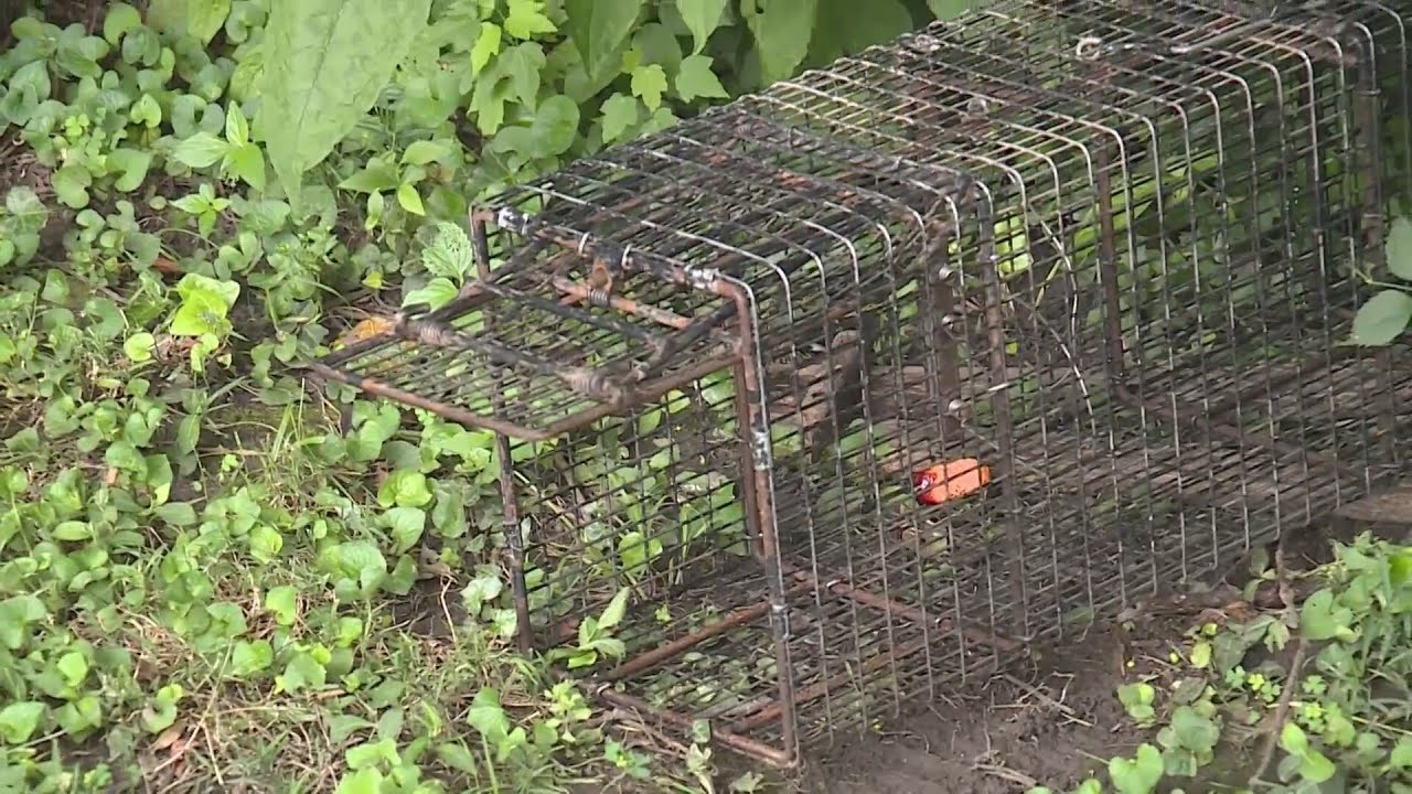 Raccoon hoarding cleanup ongoing in Ferguson