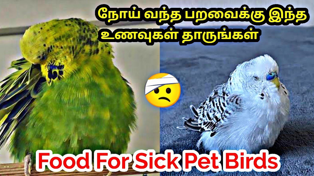 Best Foods For Sick Pet Birds || Food List and Caring For Sick Pet Birds || தமிழில் ||