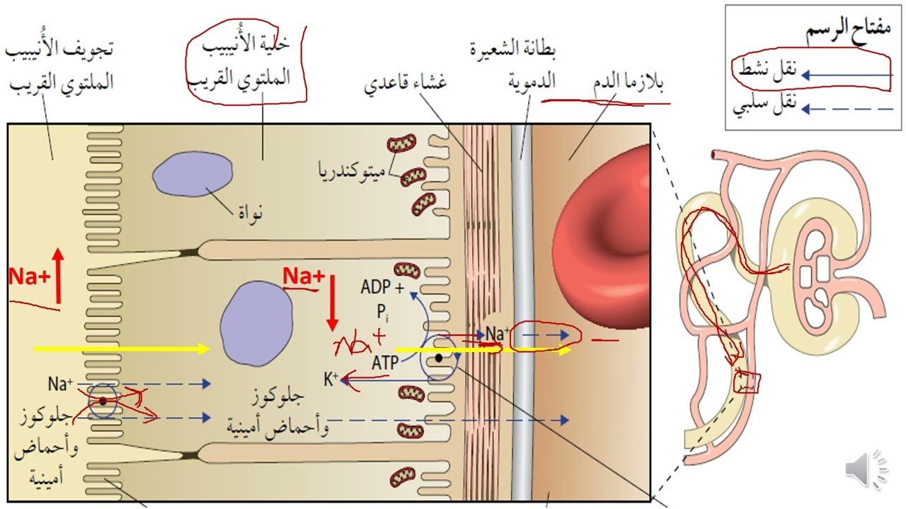 آلية عمل الكلية (الترشيح الفائق وإعادة الامتصاص الانتقائي)