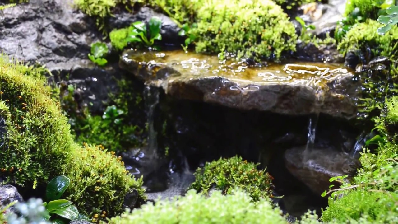 Waterfall in paludarium
