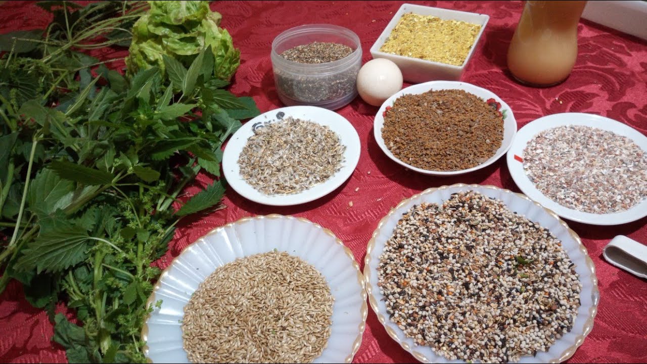 👈 برنامج الغذائي الذي المعتمد 😱😱 في فترة# التجهيز والتزاوج # الحسون. #طريقتي الخاصه#. 👍👍