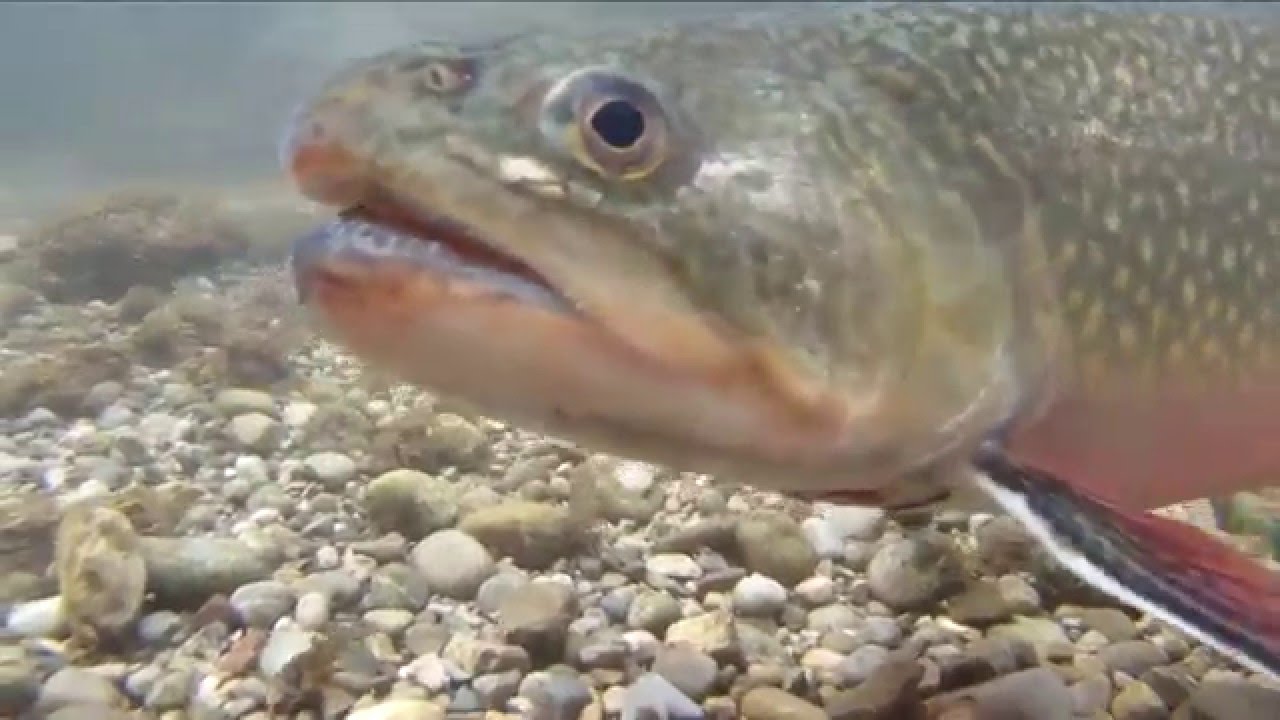 Die Fischzucht im Fischereihof Salgen