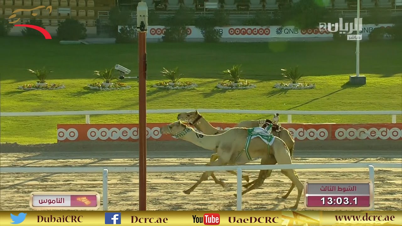 مهرجان الأمير الوالد زمول 8 كم 1-2-2016 م- ش3 وضاح لـ مانع خليفة بالرشيد السويدي: 13:03:1
