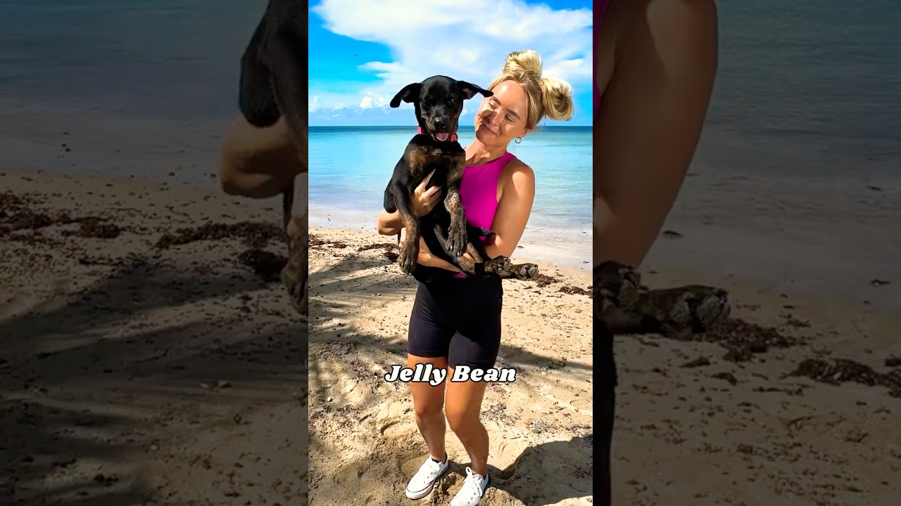 I Saved 10 Abandoned Dogs!