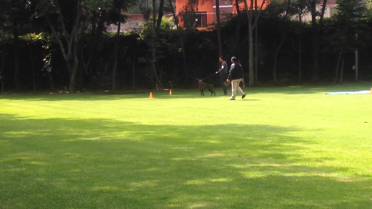 Prueba de Titulo de Temperamento. Atom Hernandez (Dobres de Kbrojo & Dana Elias)