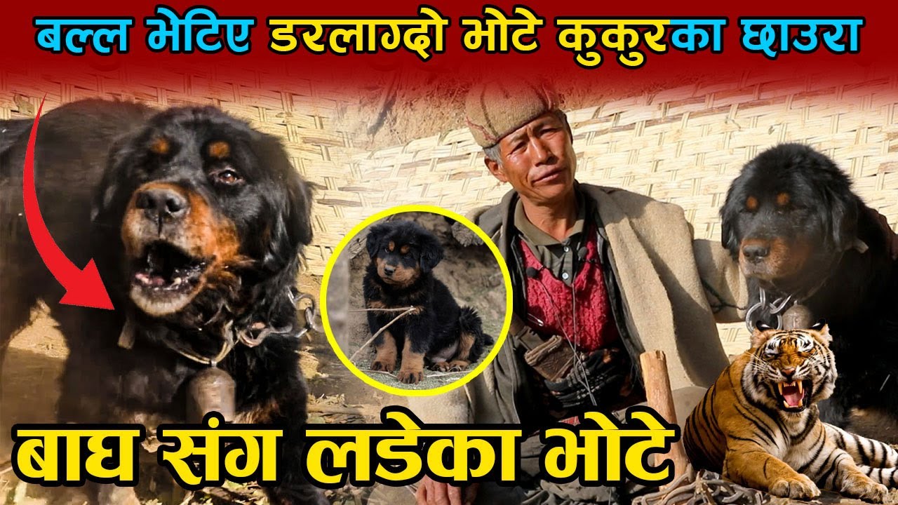 बाघ संग लडेका भोटे :गोठालाका सिपाई   || Bhedi Gotha , Bhote Kukur ,Bhote Kukur in Nepal