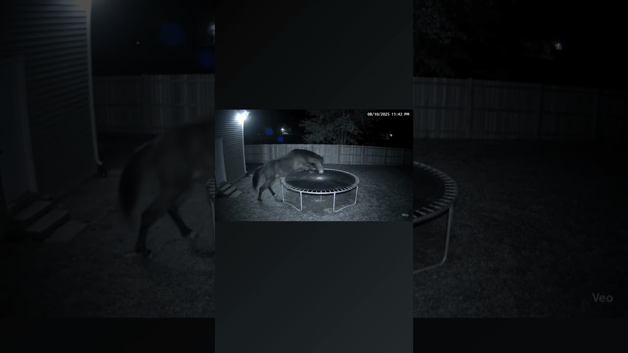 CCTV Catches Horse Jumping on Backyard Trampoline at 3AM!