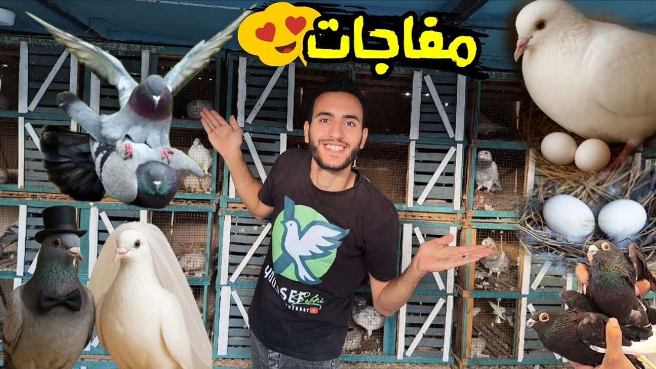 مفاجات عند الحمام صدمني 😯وجوزت الزينه (يوم مع الحمام)