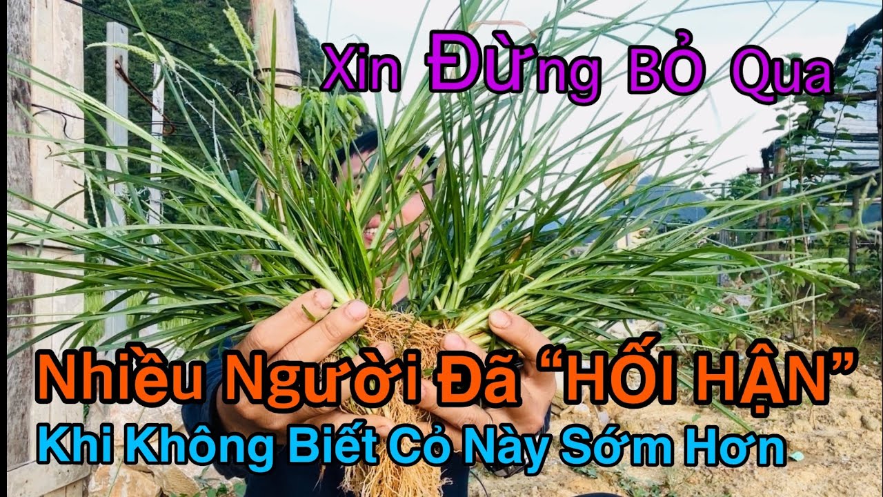 Ph&uacute;c Đức Cao 9 Tầng M&acirc;y Cho Ai Biết D&ugrave;ng Loại Cỏ N&agrave;y. D&acirc;n Ta V&ocirc; T&igrave;nh Nhổ Bỏ | CTVC