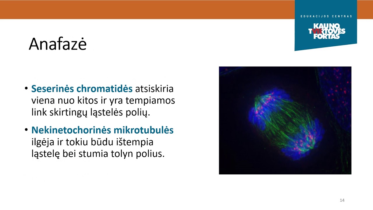 Biologija  Mitozė ir Mejozė