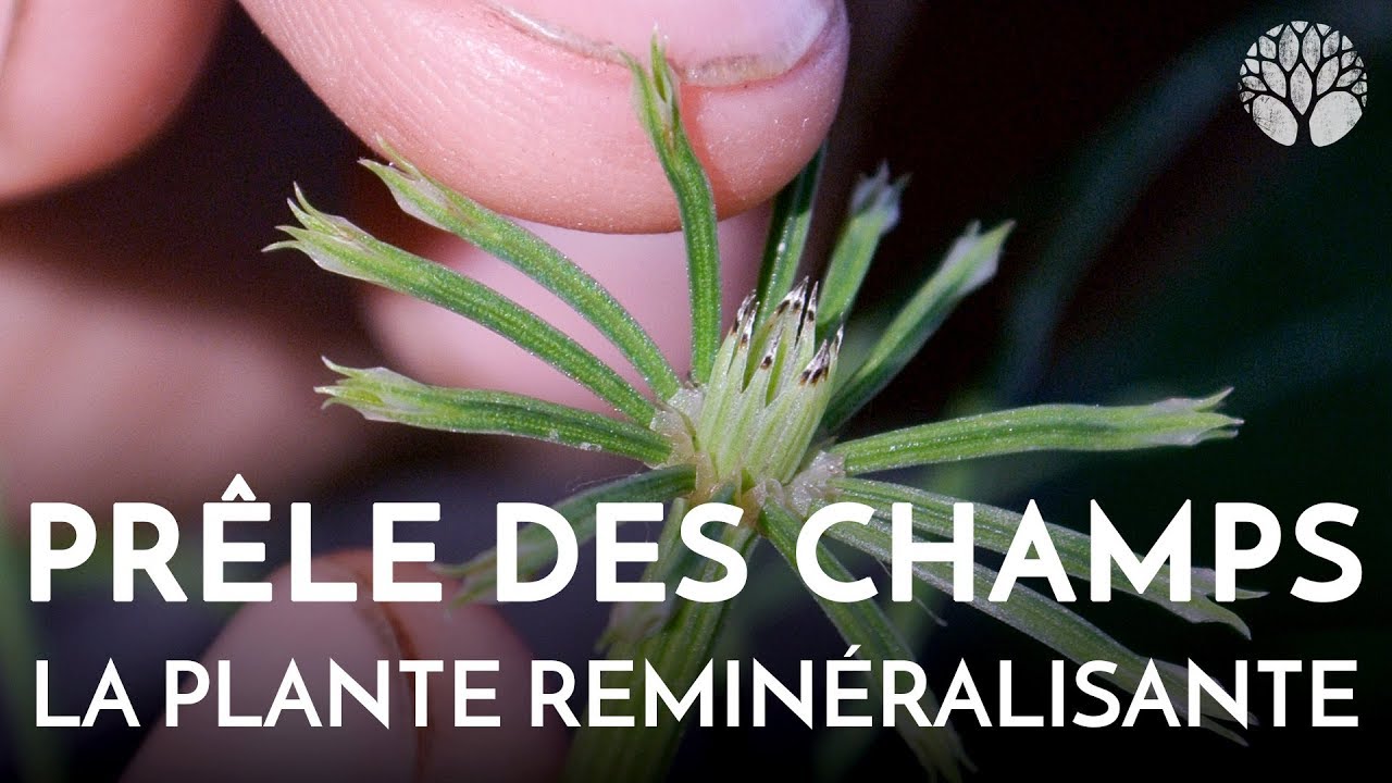 La prêle des champs, plante des articulations, arthrite