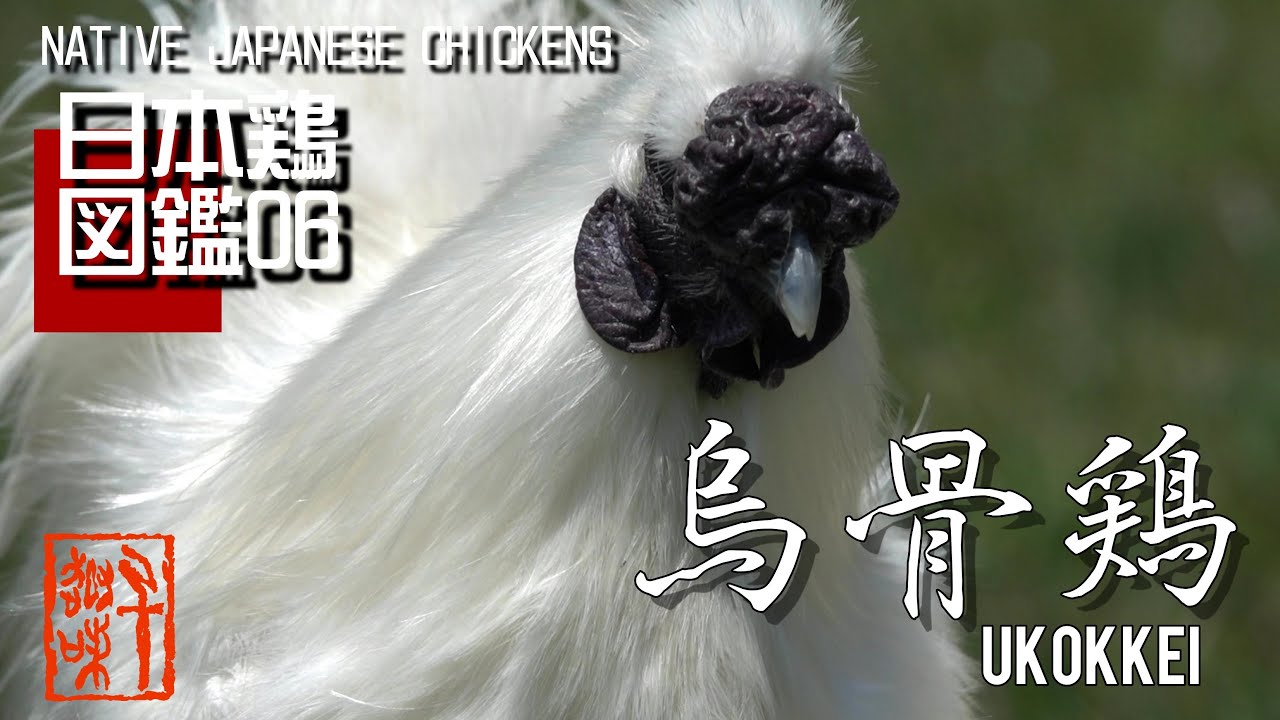 日本鶏図鑑06　烏骨鶏　The World of Native Japanese Chickens