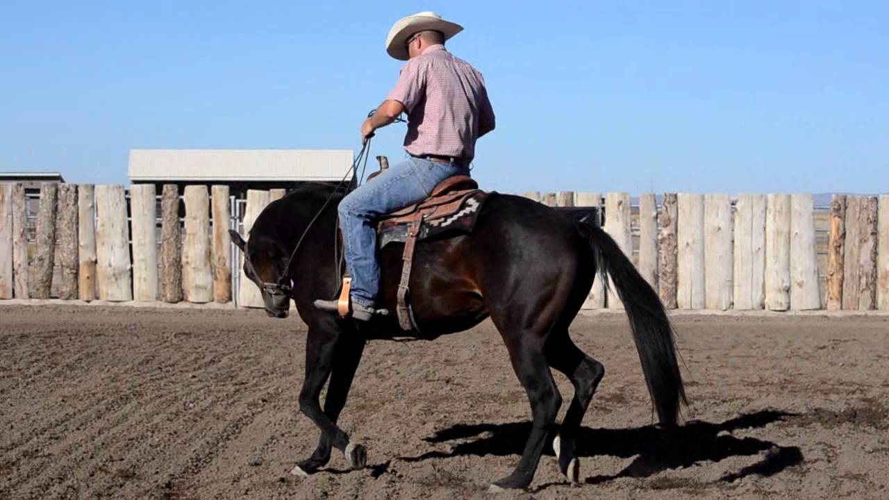 Breaking The Hind End Loose