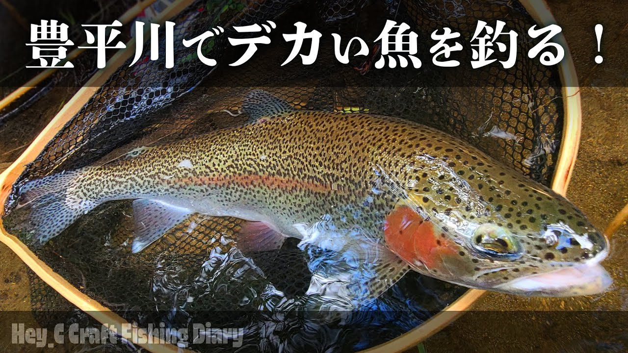 札幌の街中を流れる豊平川でデカいニジマスを釣りました！！