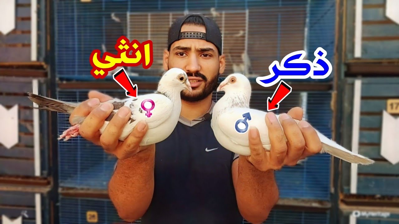 اغرب طرق معرفه الدكر من النتايه في الحمام | واشتغالات الغيه