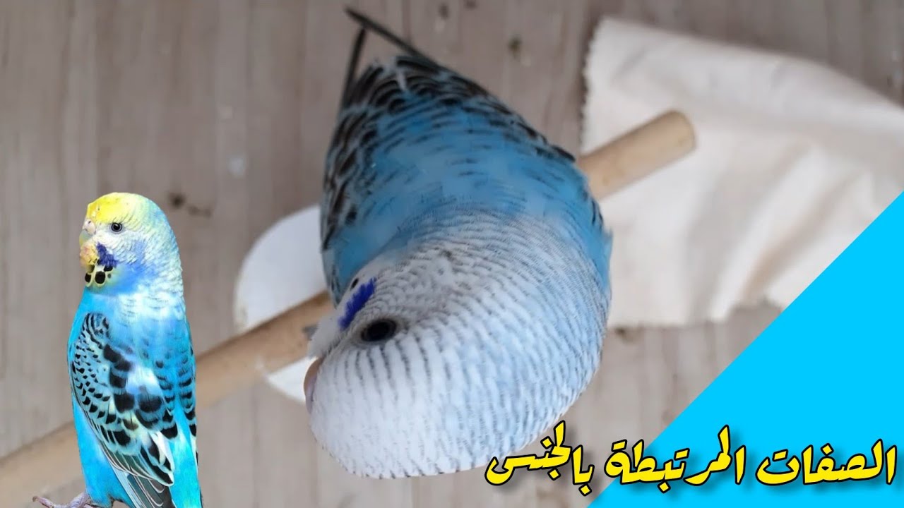 أسماء أشهر طفرات البادجي للمبتدئين | الصفات المرتبطة بالجنس