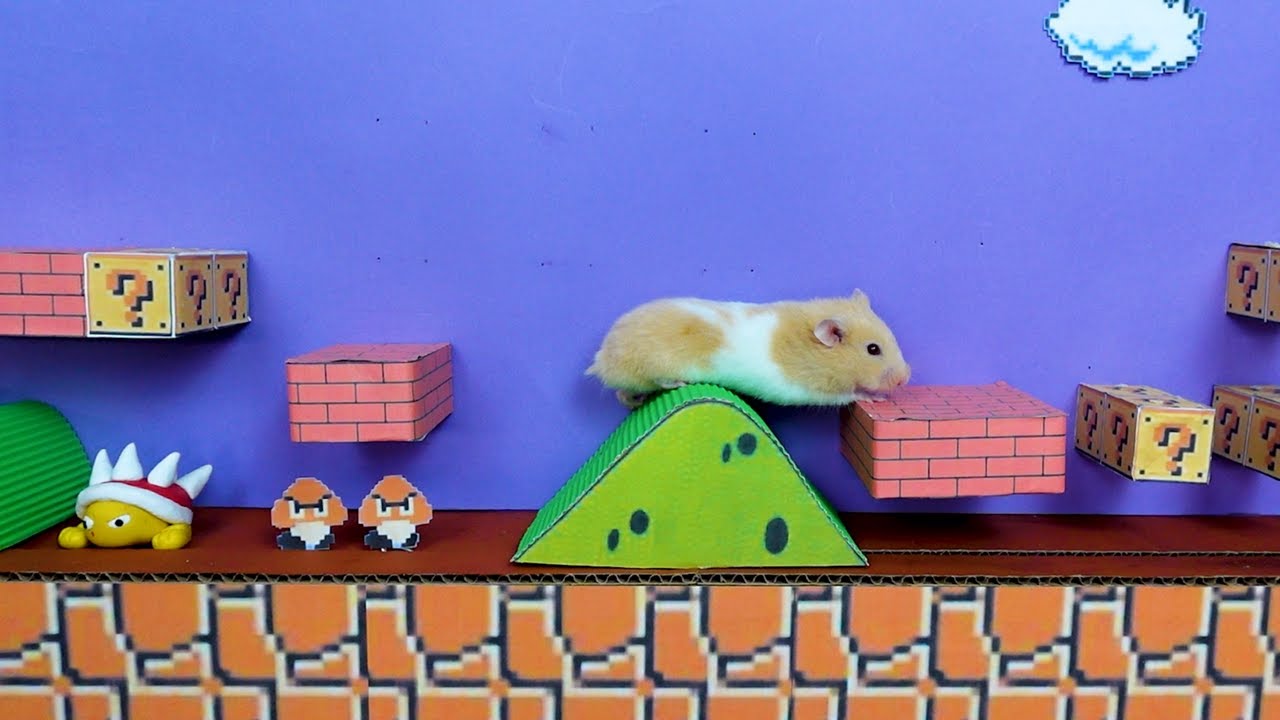 Syrian Hamster in Super Mario Bros Labyrinth [Hamster Maze]🍄