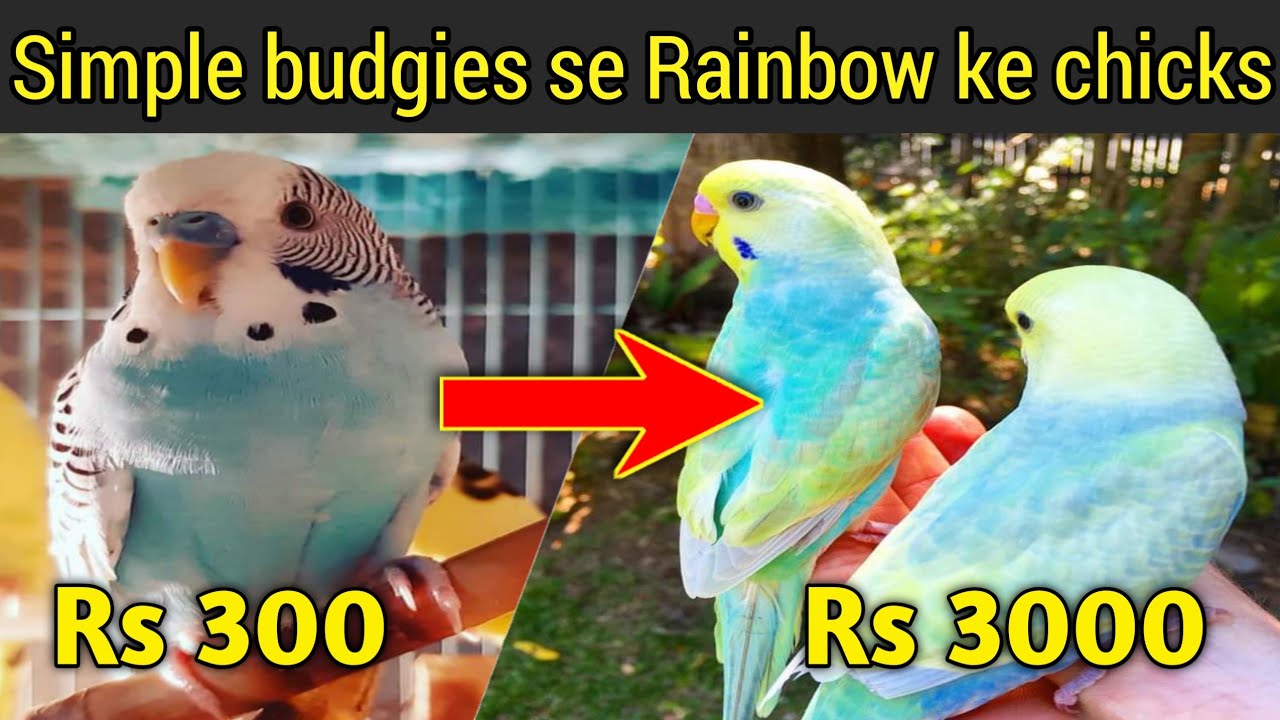How to produce rainbow budgies | simple budgies se rainbow budgies banane ka tarika |Rainbow budgies