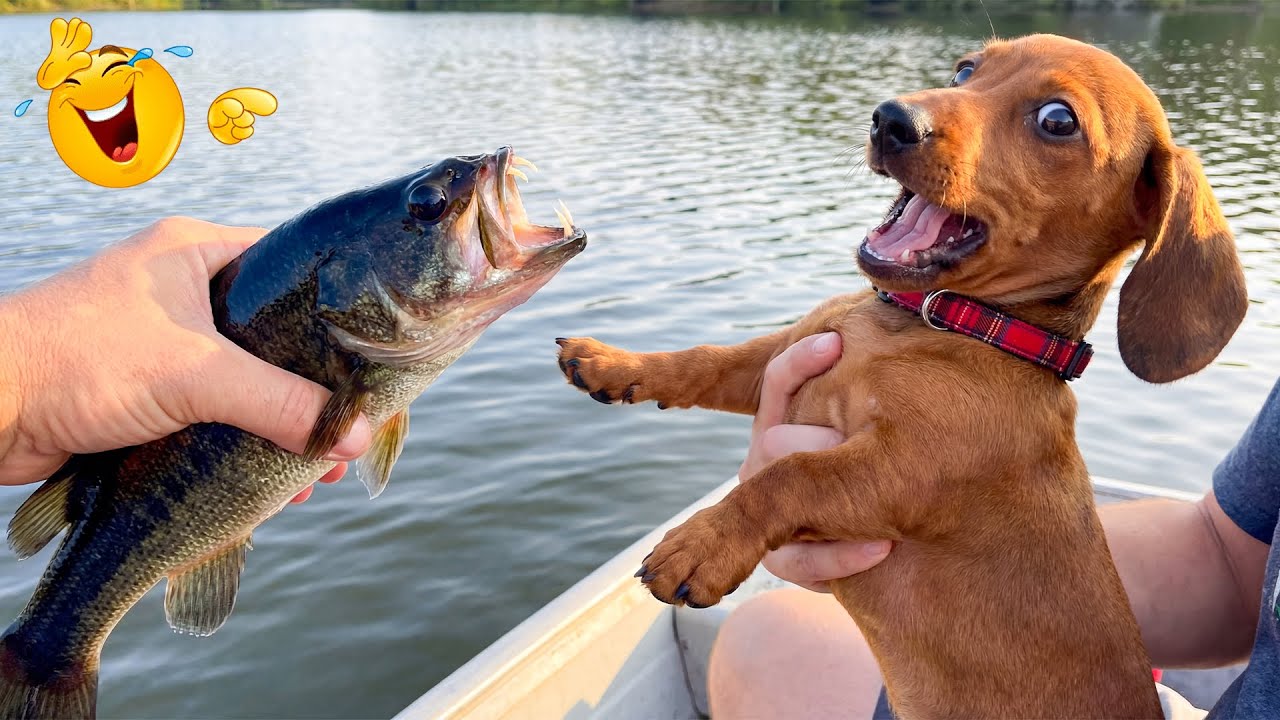 Nuevos clips de perros y gatos más divertidos de 2025 😽🐶Intenta no reírte 😍 Parte 3