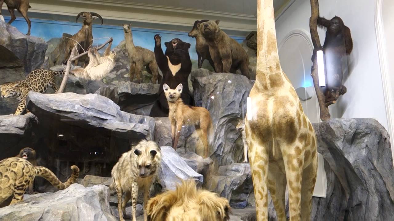 Musée d'histoire naturelle de Lille : Animaux empaillés et moulages
